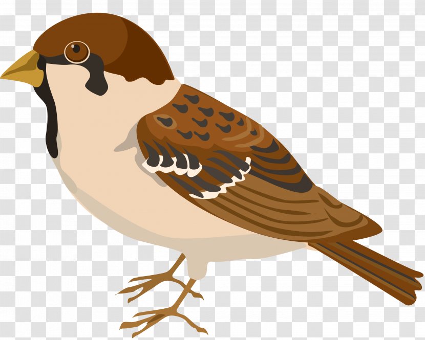 Bird Sparrow Buff-bellied Pipit Clip Art - Galliformes Transparent PNG