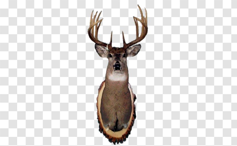 Elk Deer Transparent PNG