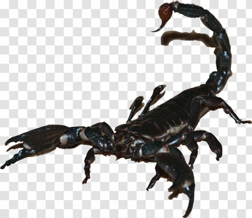 Spider Emperor Scorpion Insect Cockroach Transparent PNG
