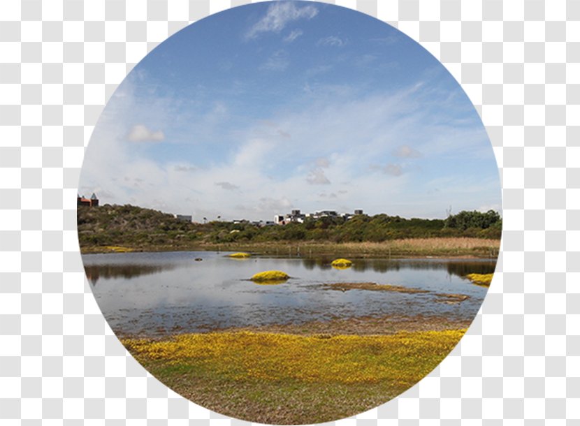 Intaka Island Water Resources Wetland Salt Marsh - Loch - Phragmites Transparent PNG