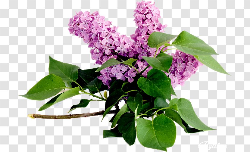 Crepe-myrtle - Purple - Branch Transparent PNG
