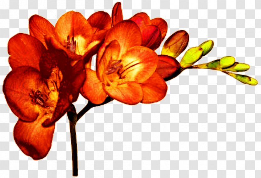 Cut Flowers Plant Freesia Alba Bulb - Floral Design - Orange Flower Transparent PNG
