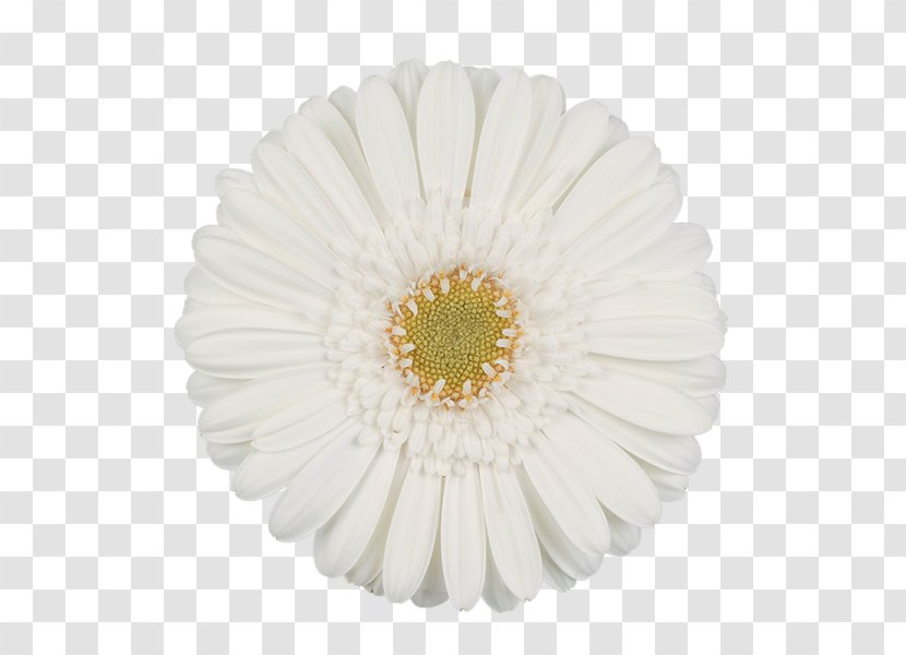 Transvaal Daisy White Cut Flowers Green - Flower Transparent PNG