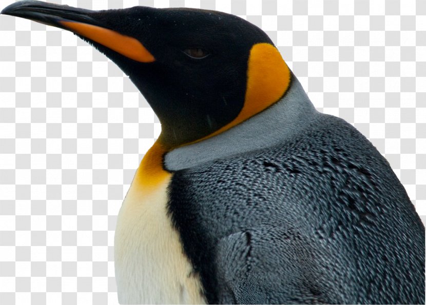 King Penguin Parque Pingüino Rey Colonia Department Number - Bird Transparent PNG