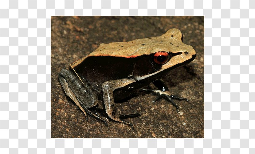 American Bullfrog True Frog Toad Terrestrial Animal - Organism Transparent PNG