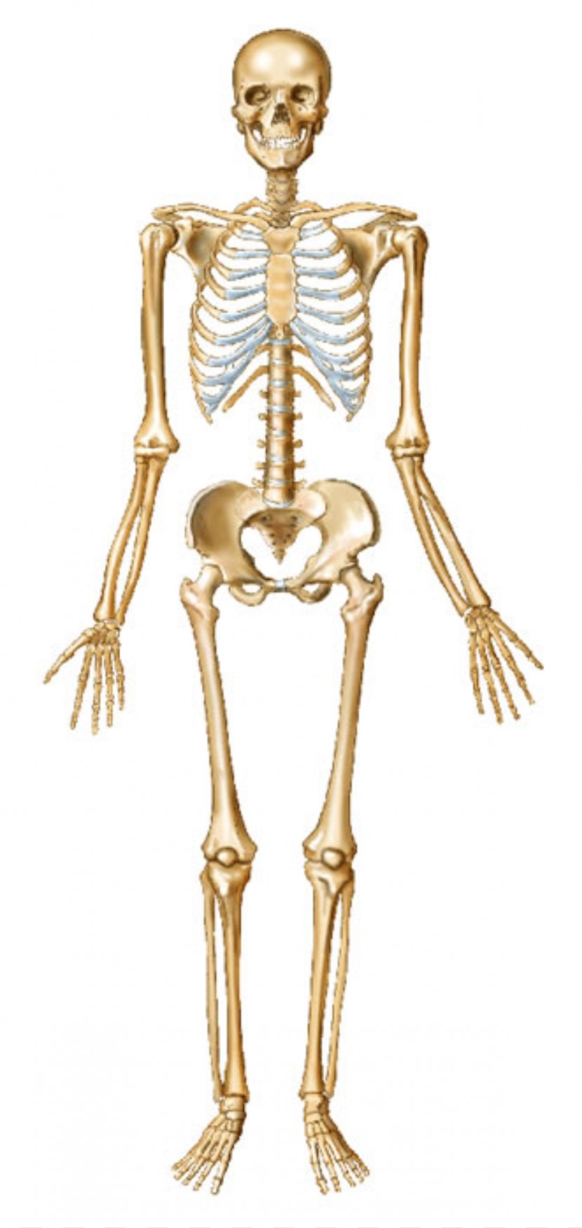 Human Skeleton Bone Body Joint - Silhouette Transparent PNG