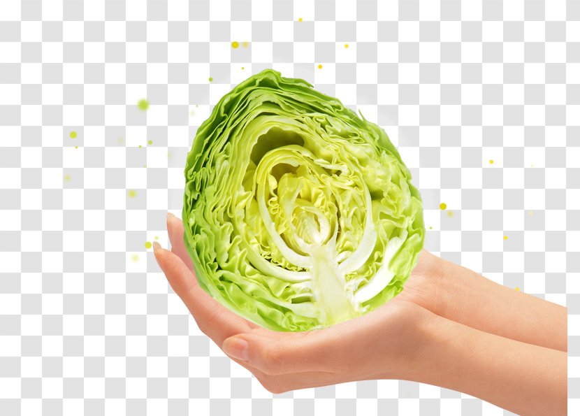 Fruit Vegetable Graphic Design - Vegetarian Food - Holding A Cabbage Transparent PNG