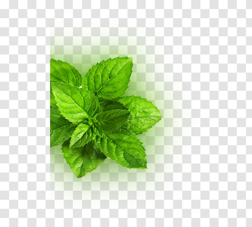 Peppermint Mentha Spicata Leaf Green Herb - Seed - Fresh Mint Leaves Transparent PNG
