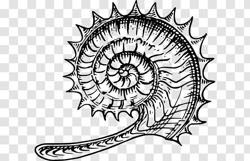Ammonites Line Art Fossil Clip - Drawing - Science Wireframe Transparent PNG