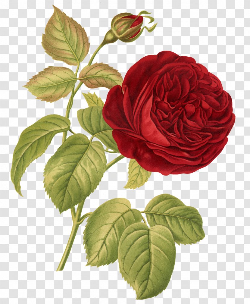 Rose Botany Botanical Illustration Flower - Zazzle Transparent PNG