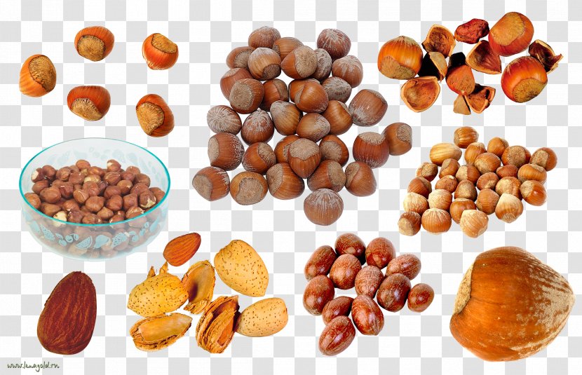 Praline Nuts Walnut Transparent PNG