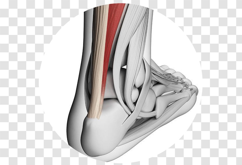 Achilles Tendinitis Tendon Tendinopathy - Frame - Heel Bone Pain Transparent PNG