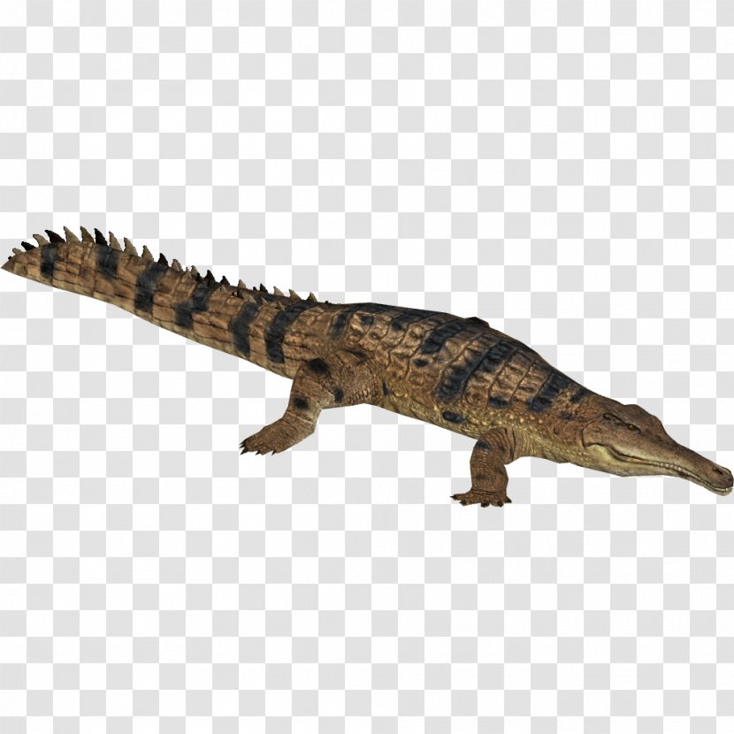 Zoo Tycoon 2 Nile Crocodile Crocodiles Slender-snouted Gharial Transparent PNG