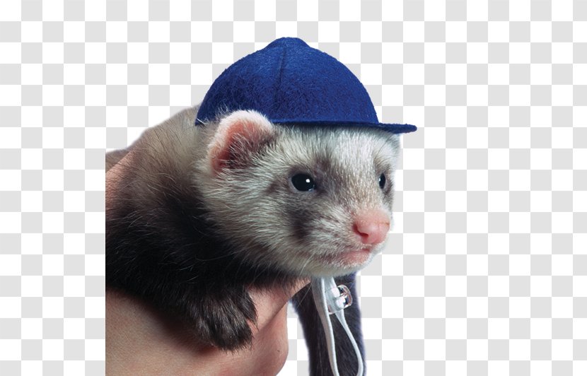 Ferret Weasels Hat Pet Cap - Mink Transparent PNG