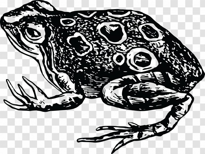 Toad Black And White Clip Art - Organism - Amphibian Transparent PNG