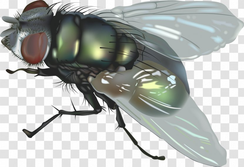 Fly Insect Clip Art - 5 Transparent PNG