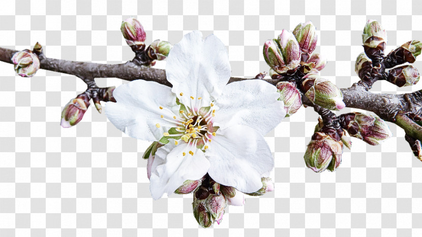 Cherry Blossom Transparent PNG