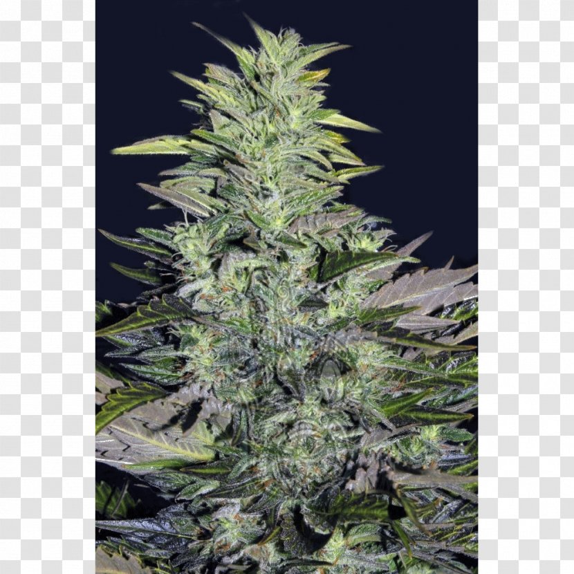 Seed Biogrowshop.sk Skunk Blue Dream Cheese - Cannabis Sativa - Seeds Transparent PNG