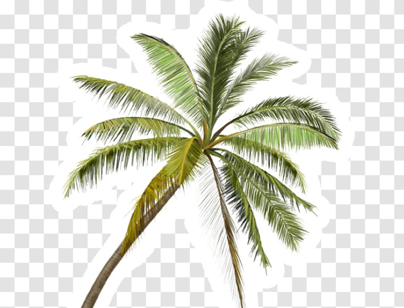 Coconut Tree Cartoon - Baja California Peninsula - Plant Stem Cycad Transparent PNG