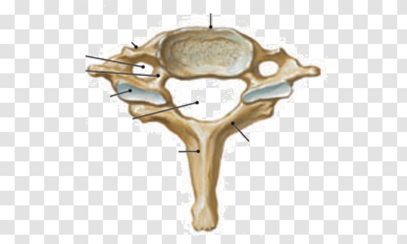 Cervical Vertebrae Vertebral Column Atlas Human Body - Vertebra Transparent PNG