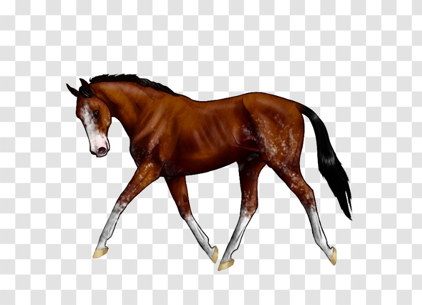 Stallion Foal Rein Colt Equestrian - Mare - Mustang Transparent PNG