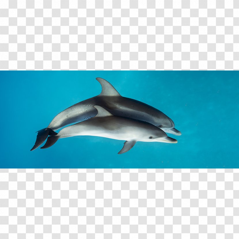 Spinner Dolphin Striped Short-beaked Common Bottlenose Rough-toothed - Stenella Transparent PNG