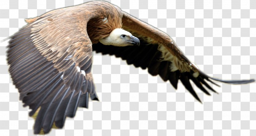 Bird Of Prey Owl Goose Feather - Hawk Transparent PNG