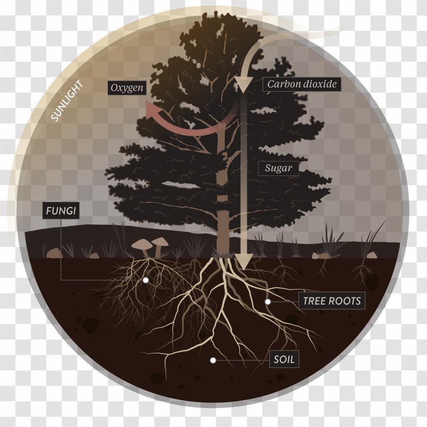Tree Mycorrhiza Root Plant Soil - Mycorrhizal Fungi And Carbon Storage Transparent PNG