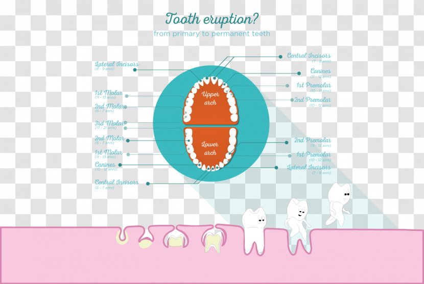Pediatric Dentistry Permanent Teeth Deciduous Endodontic Therapy - Human Tooth Development - ODONTOLOGY Transparent PNG
