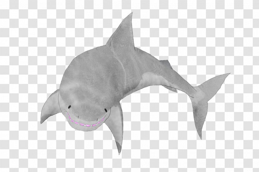 Shark Fauna Marine Biology Dolphin Transparent PNG