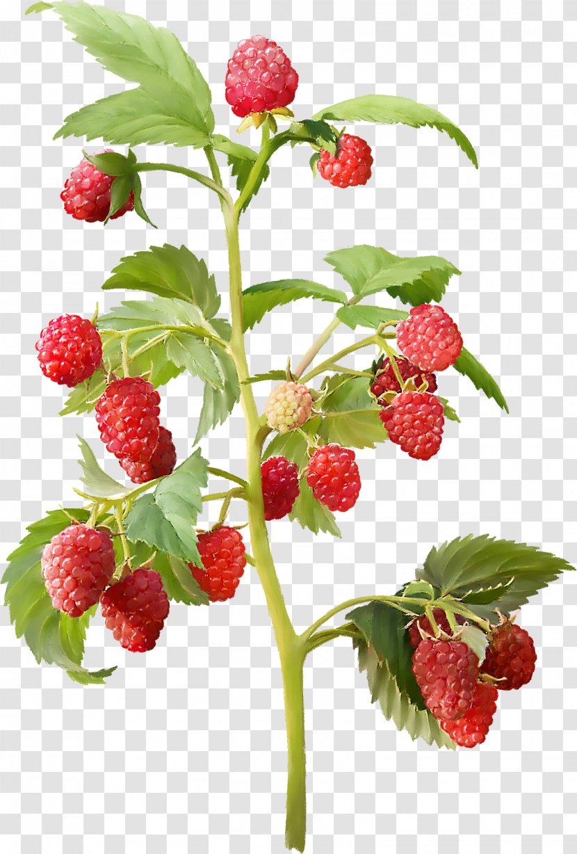 Red Raspberry Everbearing Shrub Cultivar Nursery Transparent PNG