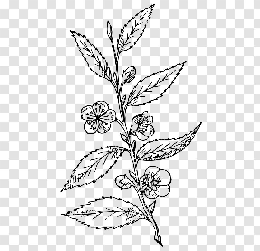 Drawing Clip Art - Plant - Theia Transparent PNG