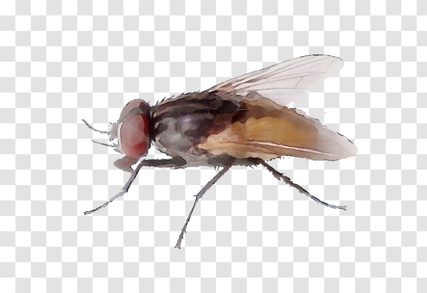 Insect Stable Fly House Drosophila Melanogaster Pest - Tachinidae - Blowflies Transparent PNG