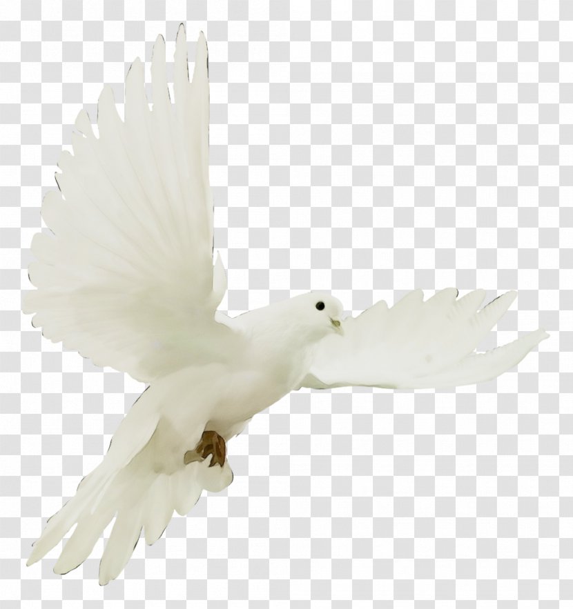 Feather - Tail Bird Of Prey Transparent PNG