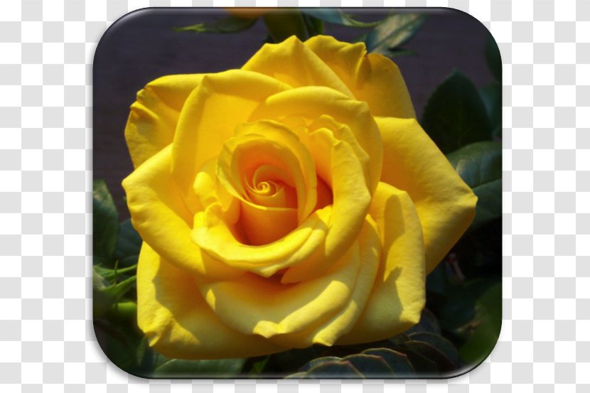 Floribunda Cabbage Rose Austrian Briar Garden Roses Desktop Wallpaper - Cut Flowers - Yellow Transparent PNG