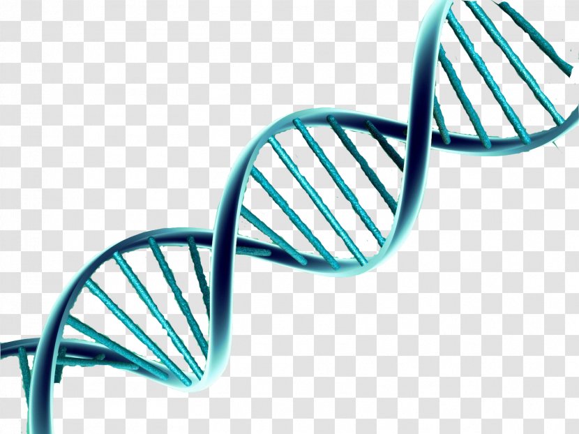 DNA Nucleic Acid Double Helix Vector Genetics - Exam Transparent PNG