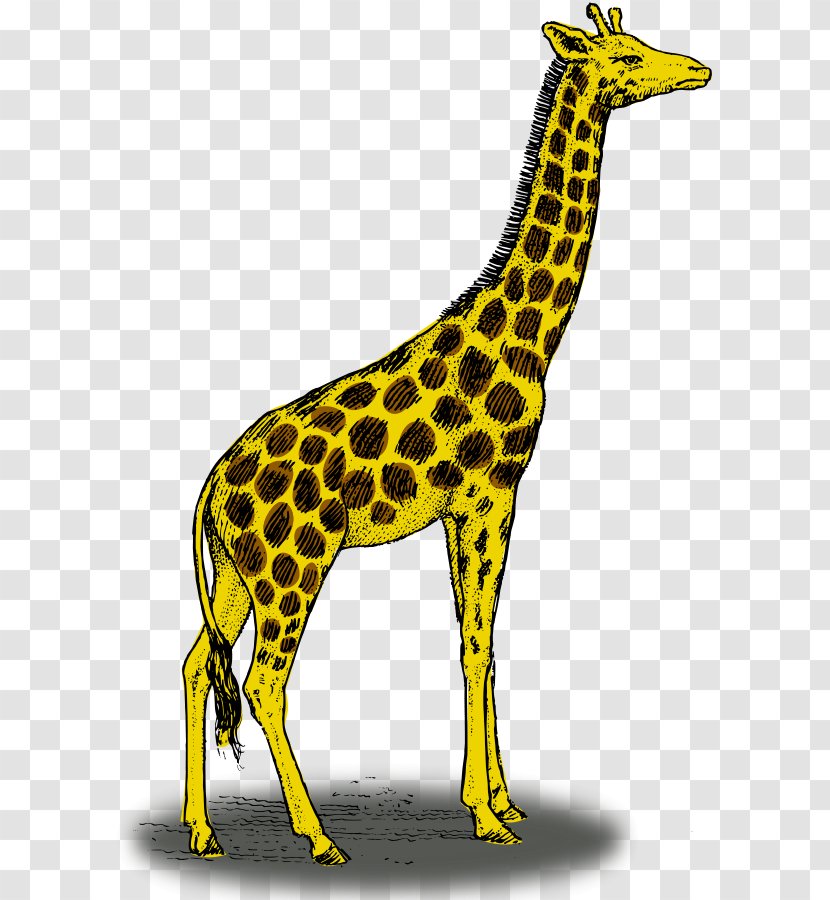 Giraffe Color Drawing Clip Art - Photographs Transparent PNG