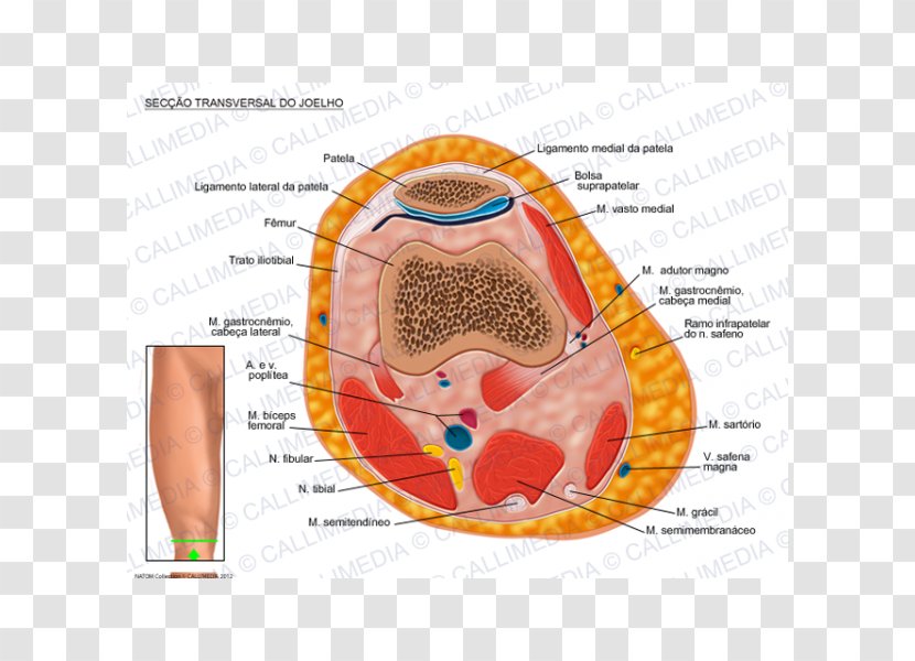 Knee Transverse Plane Human Anatomy Gastrocnemius Muscle - Watercolor - Artrosis De Rodilla Transparent PNG