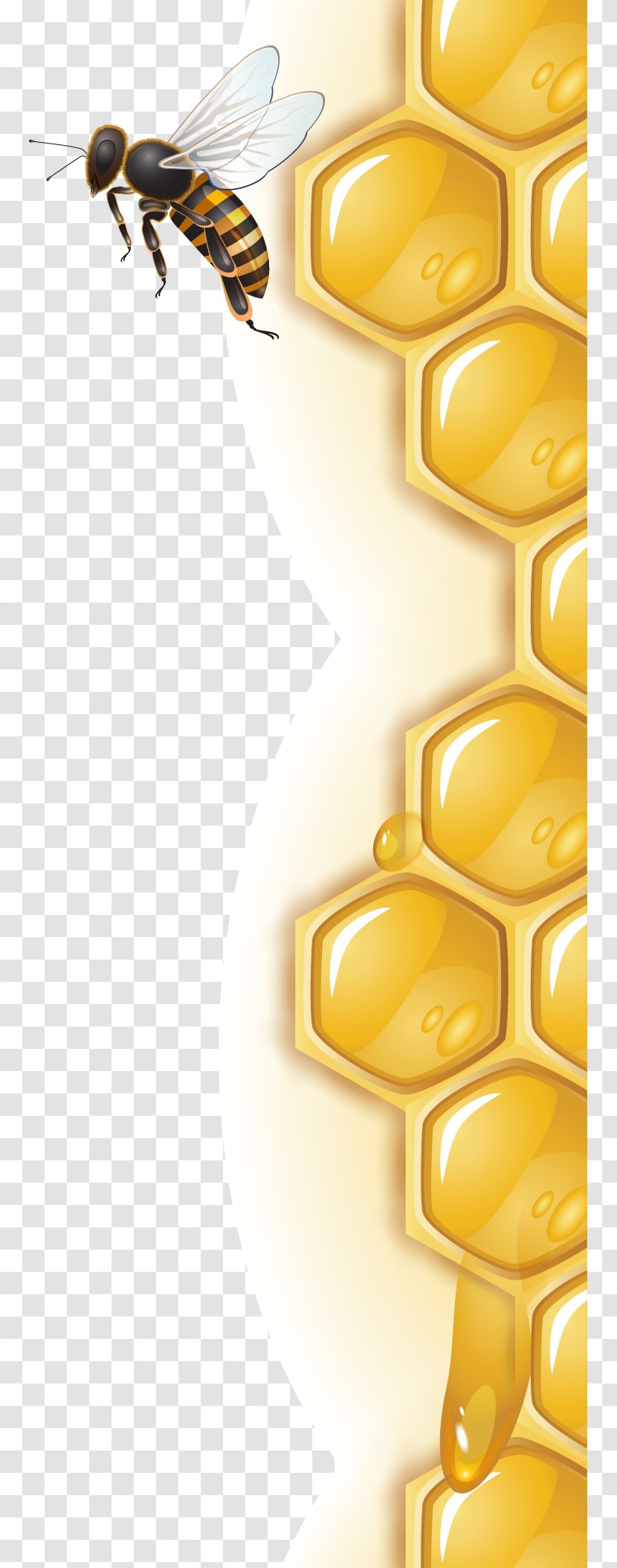 Honey Bee Honeycomb - Characteristics Of Common Wasps And Bees - Lace Vector. Transparent PNG