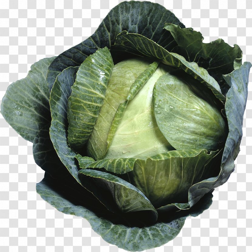 Cabbage Cauliflower Brussels Sprout Broccoli Coleslaw - Romaine Lettuce Transparent PNG