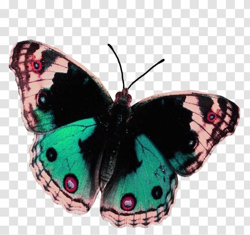 Desktop Wallpaper Butterflies And Moths Digital Image Clip Art - Tree - Butterfly Transparent PNG