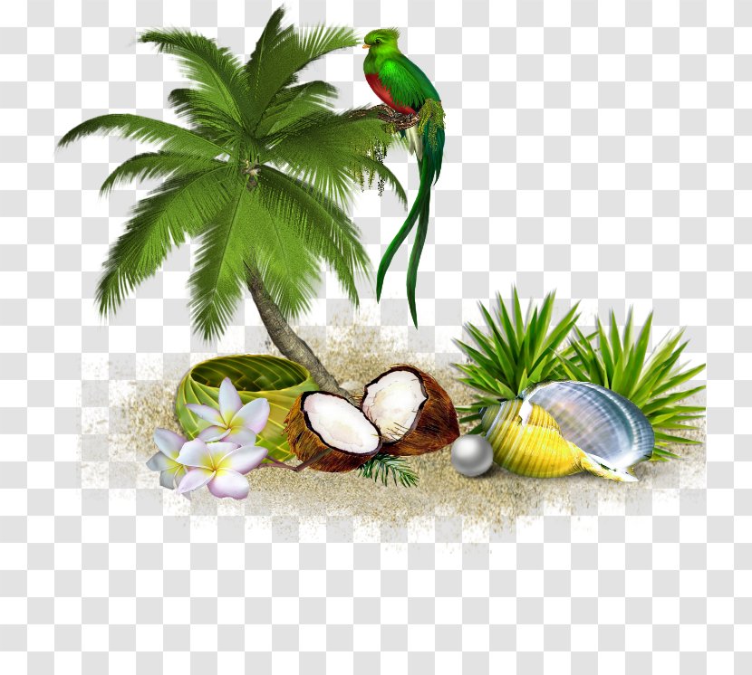 Coconut Tree Cartoon - Palm Trees - Bird Aquarium Decor Transparent PNG