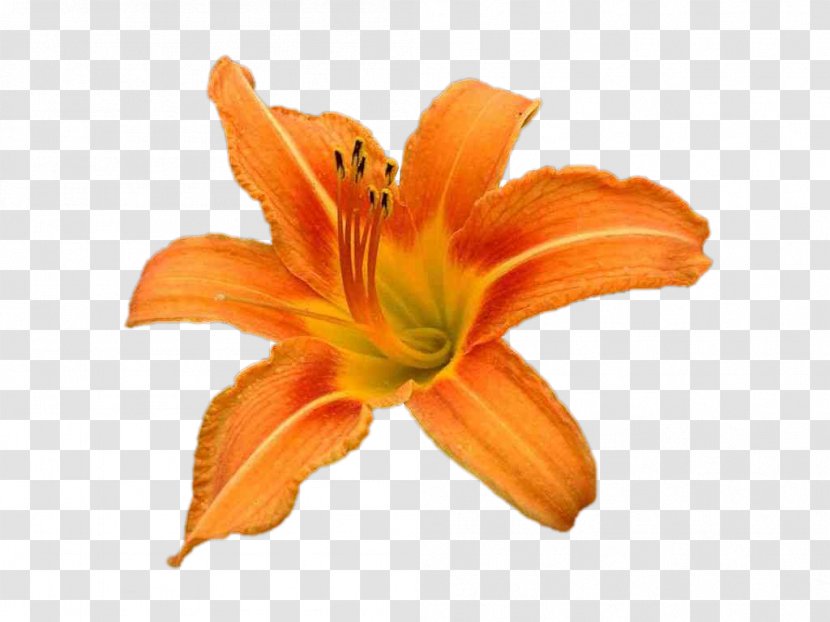 Lilium Bulbiferum Tiger Lily T-shirt - Color Transparent PNG