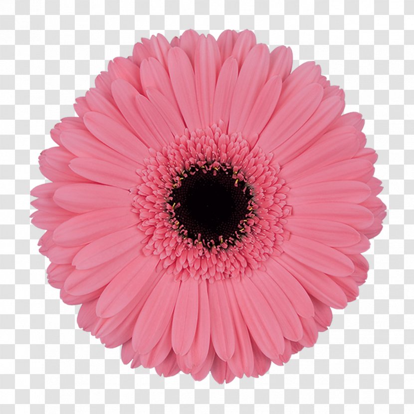 Transvaal Daisy Pink Flowers Intenzz Cut - Flower Transparent PNG