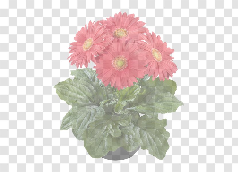 Artificial Flower - Barberton Daisy - Petal Transparent PNG