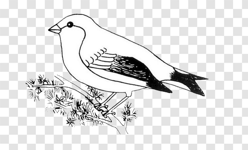 Bird Drawing Bald Eagle Work Of Art - Hand Drawn Sparrow Transparent PNG