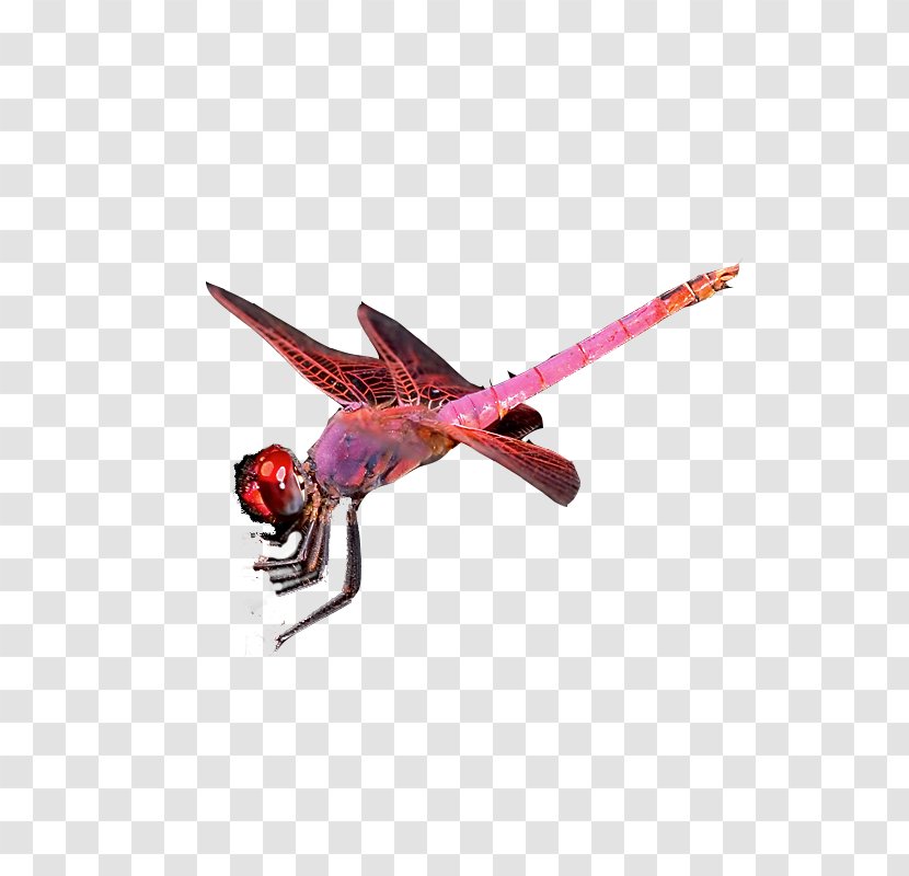 Insect Dragonfly Butterfly - Pink Transparent PNG