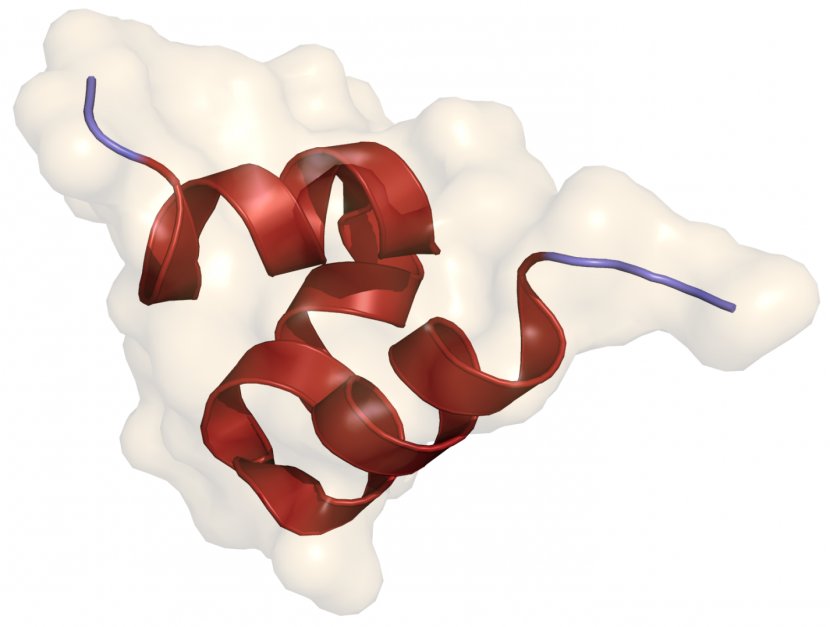 Osteocalcin Bone Carboxyglutamic Acid Gla Domain Matrix Protein - Watercolor - In Memory Transparent PNG