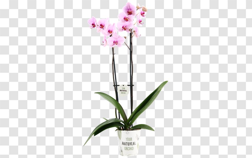 Moth Orchids Cattleya Dendrobium Cut Flowers Flowerpot - Plant Stem - Phalaenopsis Transparent PNG
