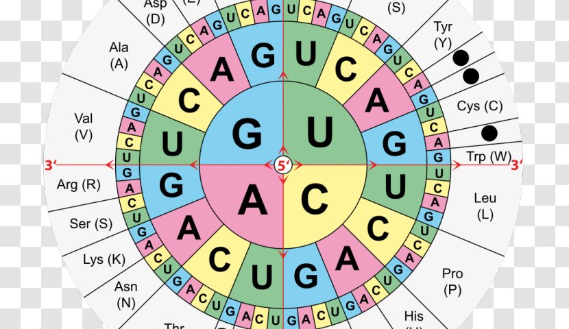 Translation Genetic Code RNA Amino Acid DNA Codon Table - Genetics - Ring Diagram Transparent PNG